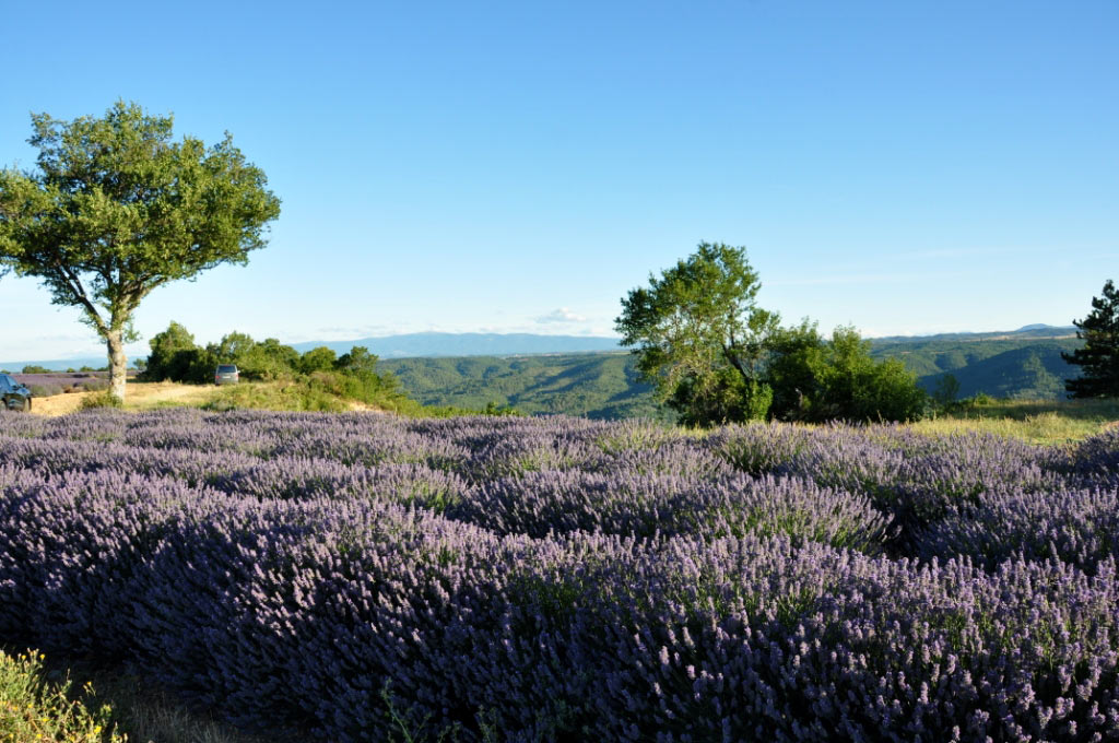 Valensole